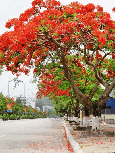 cây phượng vỹ