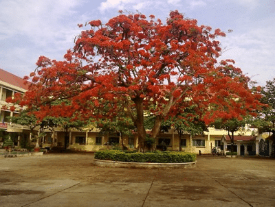 cây phượng vỹ