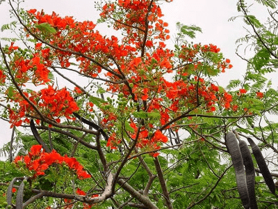 cây phượng vỹ