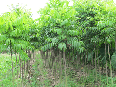 cây Sấu