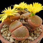 Cây thạch lan lithops