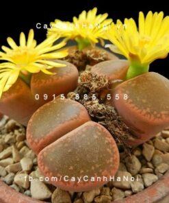 Cây thạch lan lithops