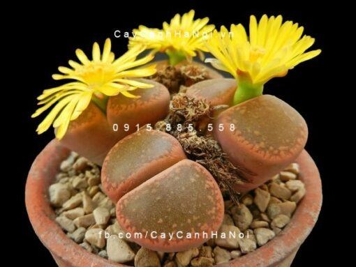 Cây thạch lan lithops