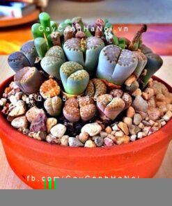 Cây thạch lan lithops