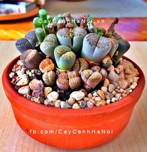 Cây thạch lan lithops