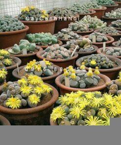 Cây thạch lan lithops