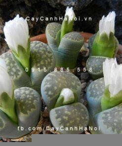 Cây thạch lan lithops