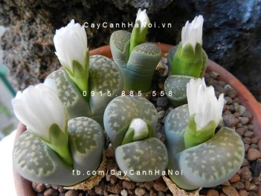 Cây thạch lan lithops