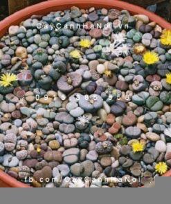 Cây thạch lan lithops