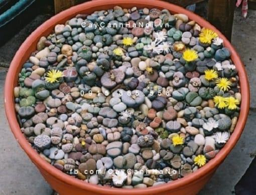 Cây thạch lan lithops