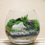 Terrarium cây trồng trong lọ thủy tinh