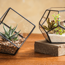 Tiểu cảnh để bàn terrarium