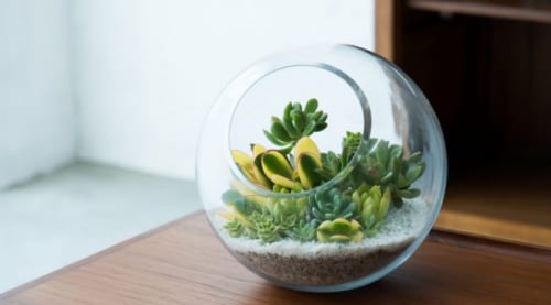 tieu-canh-mini-terrarium-de-ban