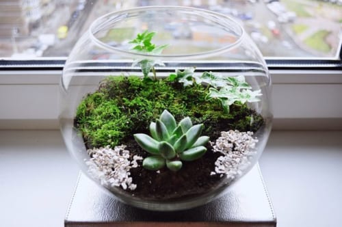 tieu-canh-mini-terrarium-de-ban