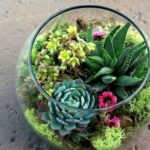 Tiểu cảnh sen đá terrarium